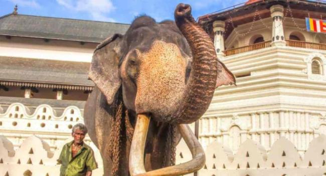 නැදුන්ගමුවේ විජය රාජා යළිත් ජීවමාන වෙයි.